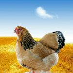 کانال پرورش مرغ بومی اصلاح نژادشده وفروش جوجه