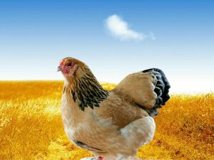 کانال پرورش مرغ بومی اصلاح نژادشده وفروش جوجه