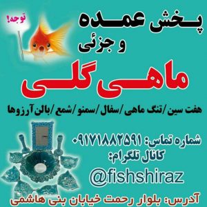کانال فروش عمده ماهی گلی در شیراز و کلیه وسایل شب عید